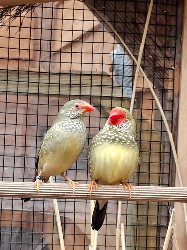 Jonge binsenastrildes, Geslacht onbekend, Tropenvogel