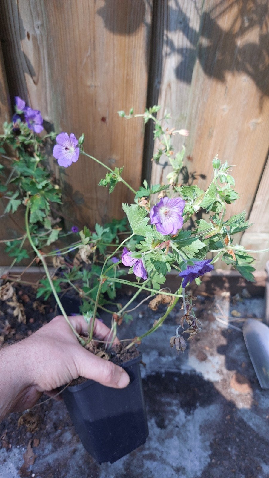 Geranium Rozanne p9, Ophalen, Vaste plant, Overige soorten, Volle zon