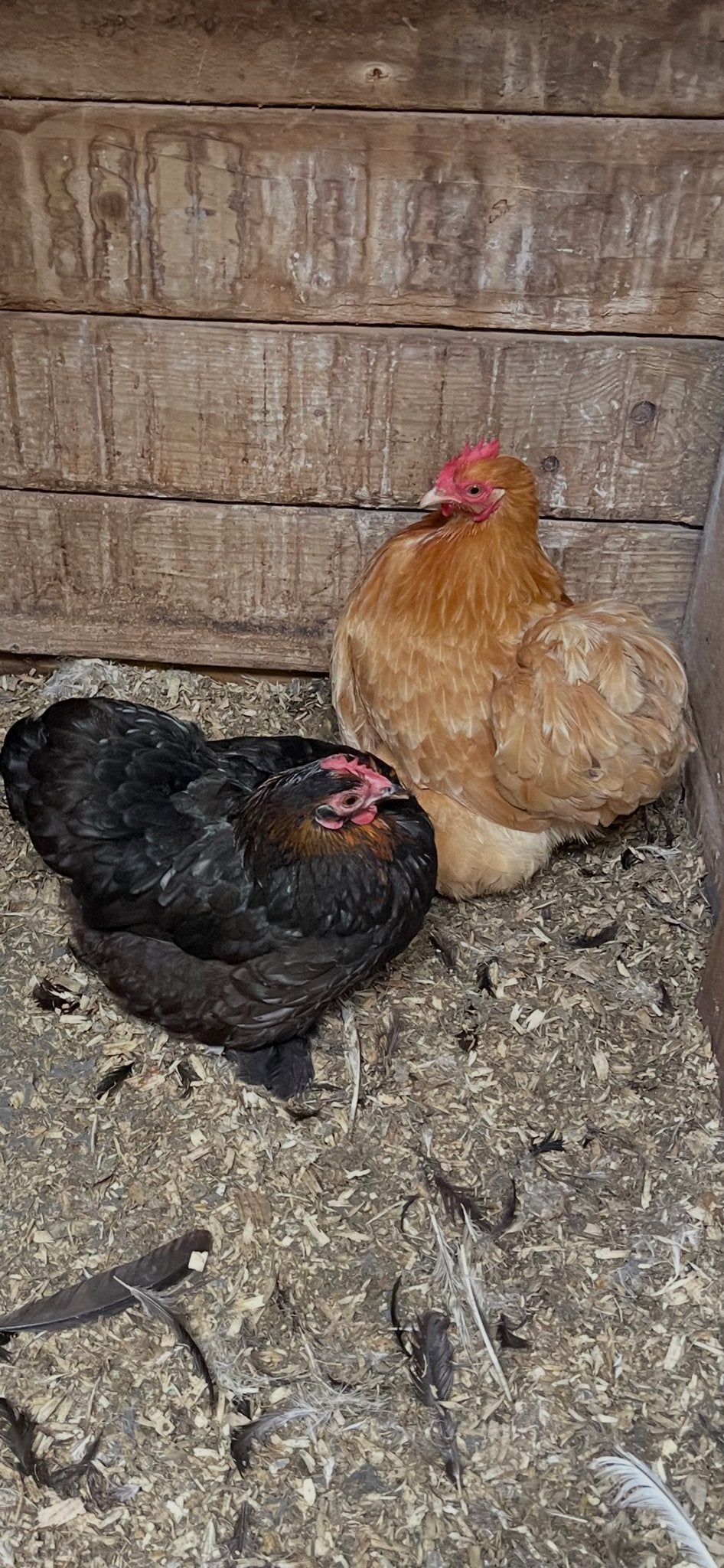 Cochin krielen, Dieren en Toebehoren, Vrouwelijk, Kip
