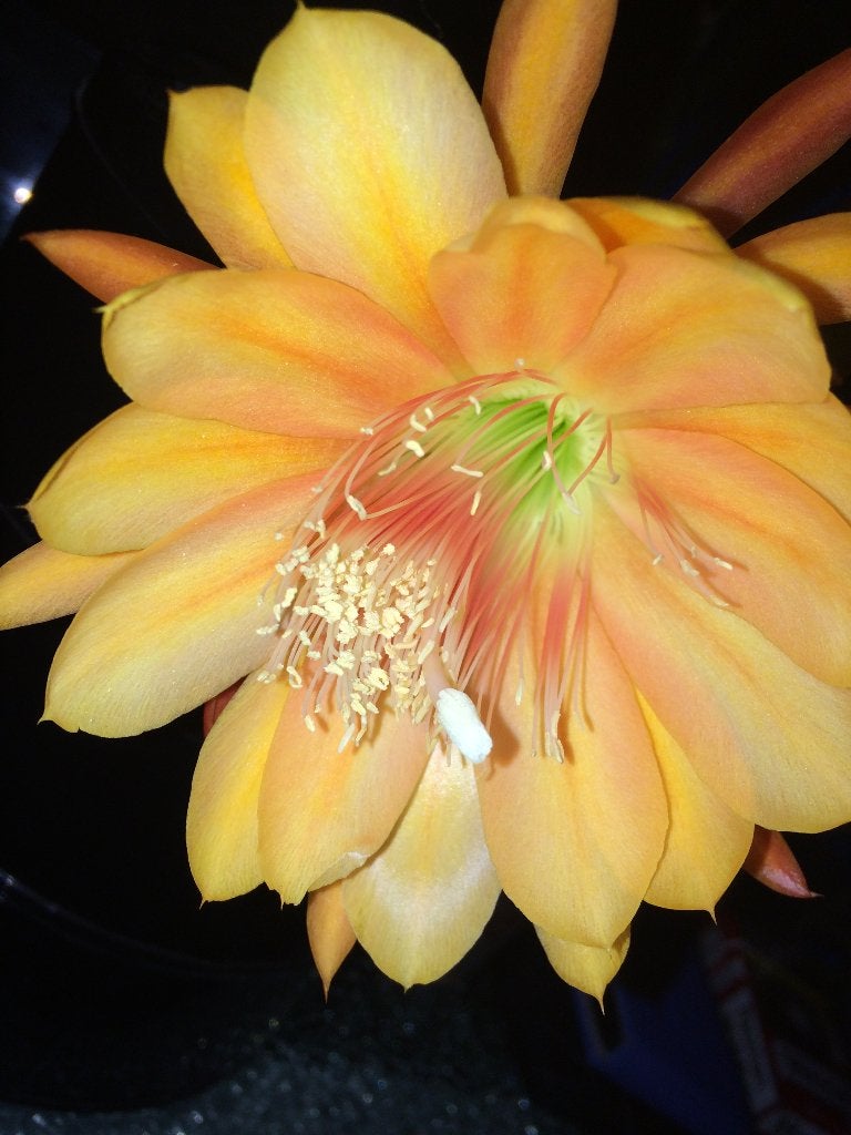 epiphyllum cactus king middas gewortelde stekken, Minder dan 100 cm, Bloeiende kamerplant, Halfschaduw, Ophalen of Verzenden