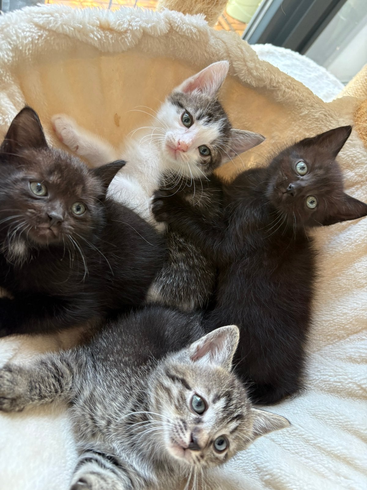 Lieve Ragdoll x Europese Korthaar kittens, Dieren en Toebehoren, Katten en Kittens | Raskatten | Langhaar, Meerdere dieren, Gechipt