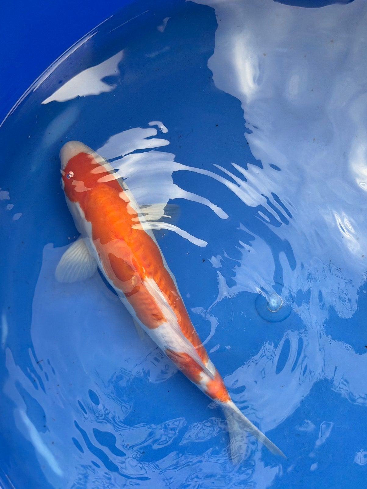 Japanse koi Doitsu Kohaku tosai, Karper of Koi