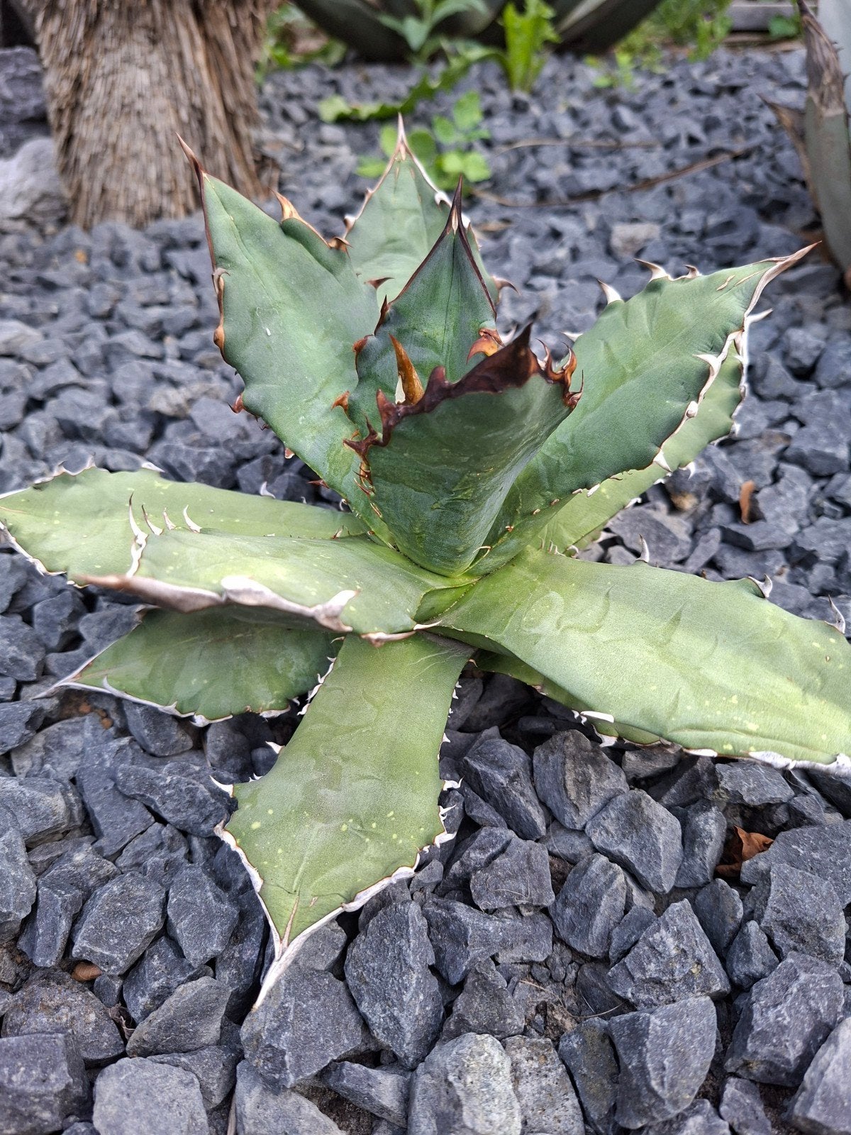 Agave Titanota - Unieke en robuuste succulent, Tuin en Terras, Overige soorten, Volle zon, Vaste plant, Ophalen of Verzenden