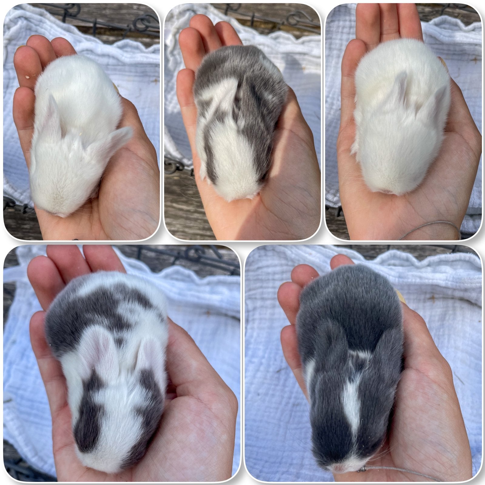 Minilopjes beschikbaar, Dieren en Toebehoren, Konijnen, Meerdere dieren, Klein, Hangoor, 0 tot 2 jaar