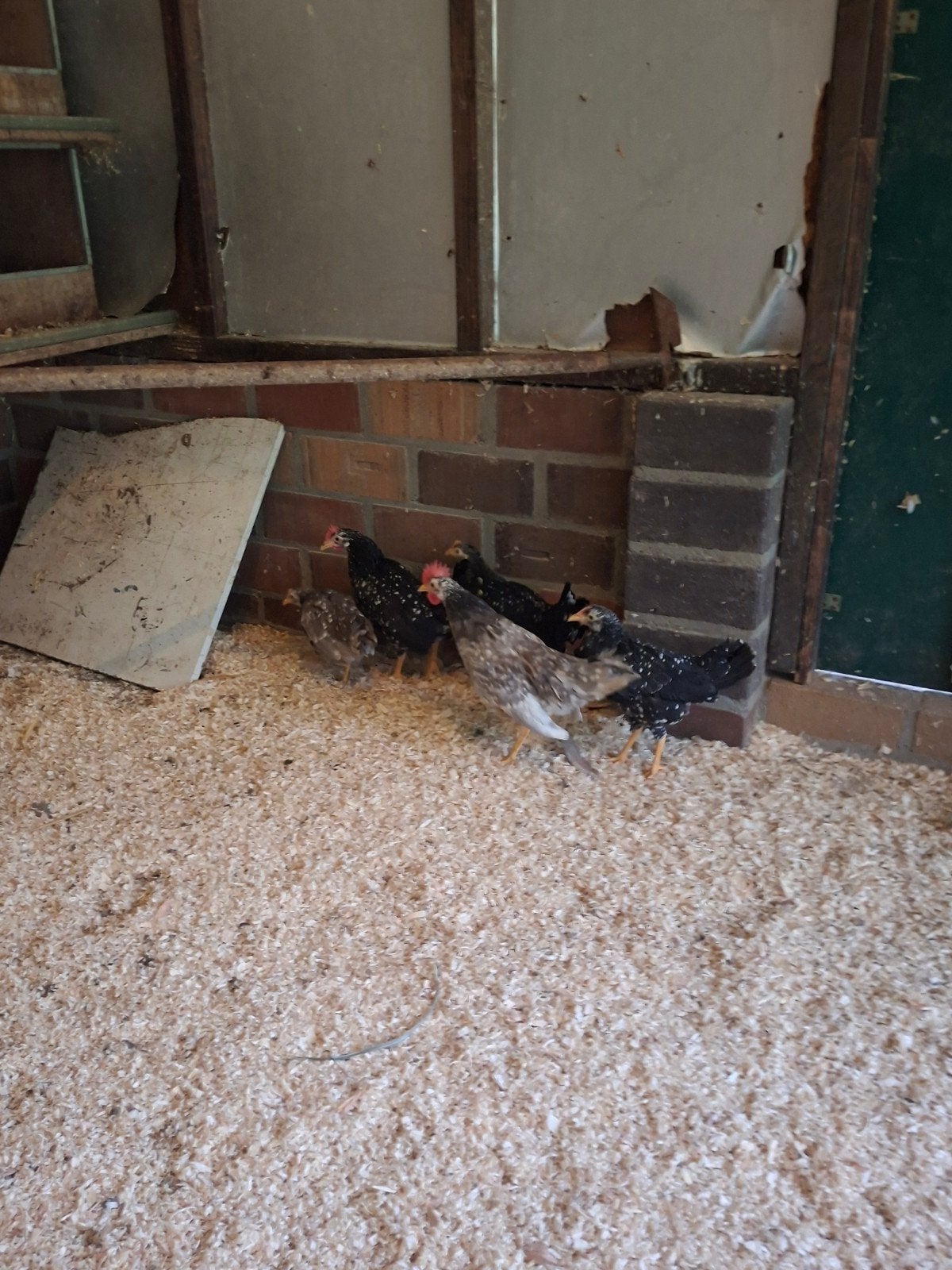 Kippen kipjes kip, Dieren en Toebehoren, Pluimvee, Meerdere dieren, Kip