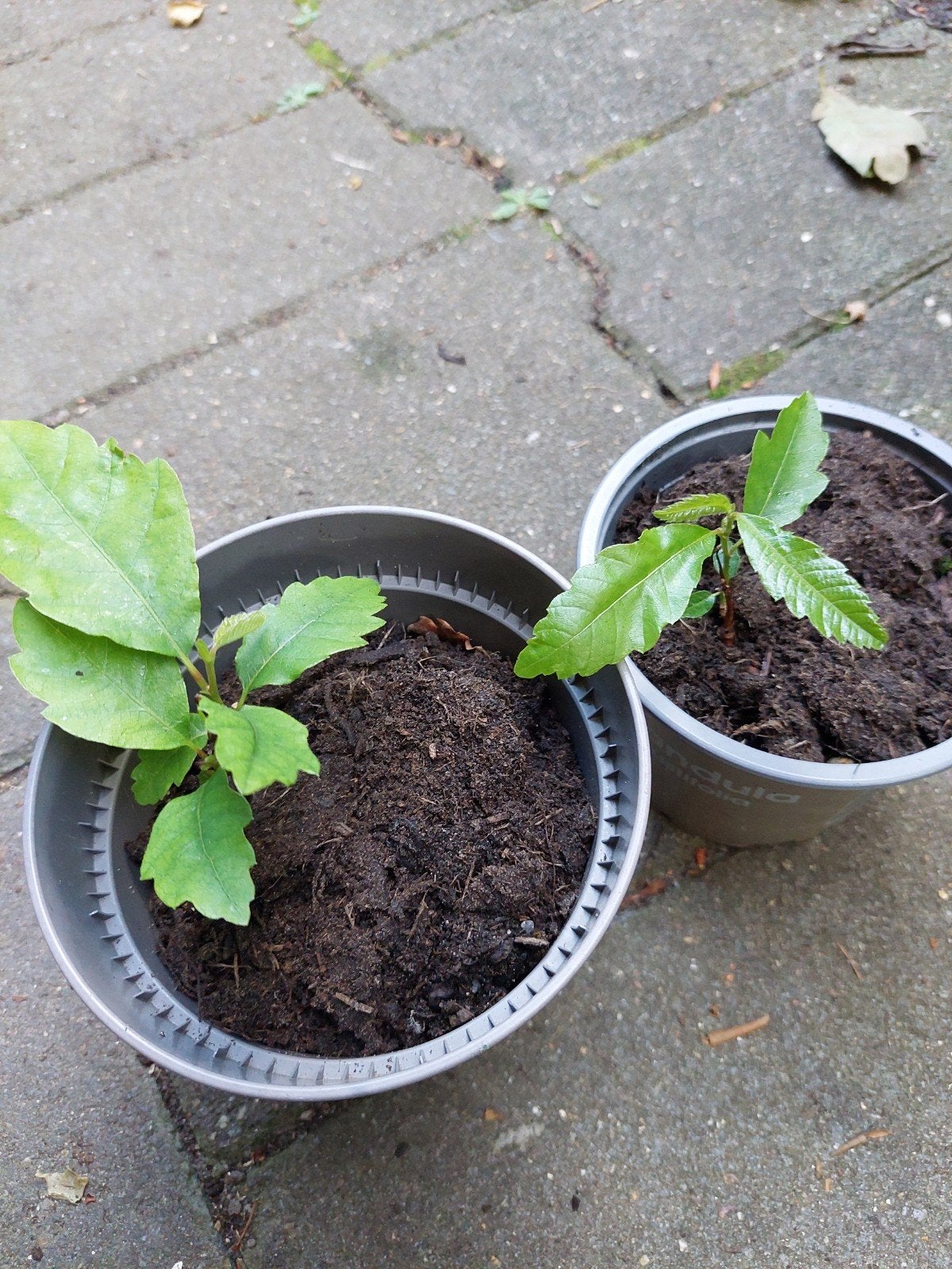 2 x Tamme kastanje  Castanea sativa, Ophalen, Volle zon, Overige soorten