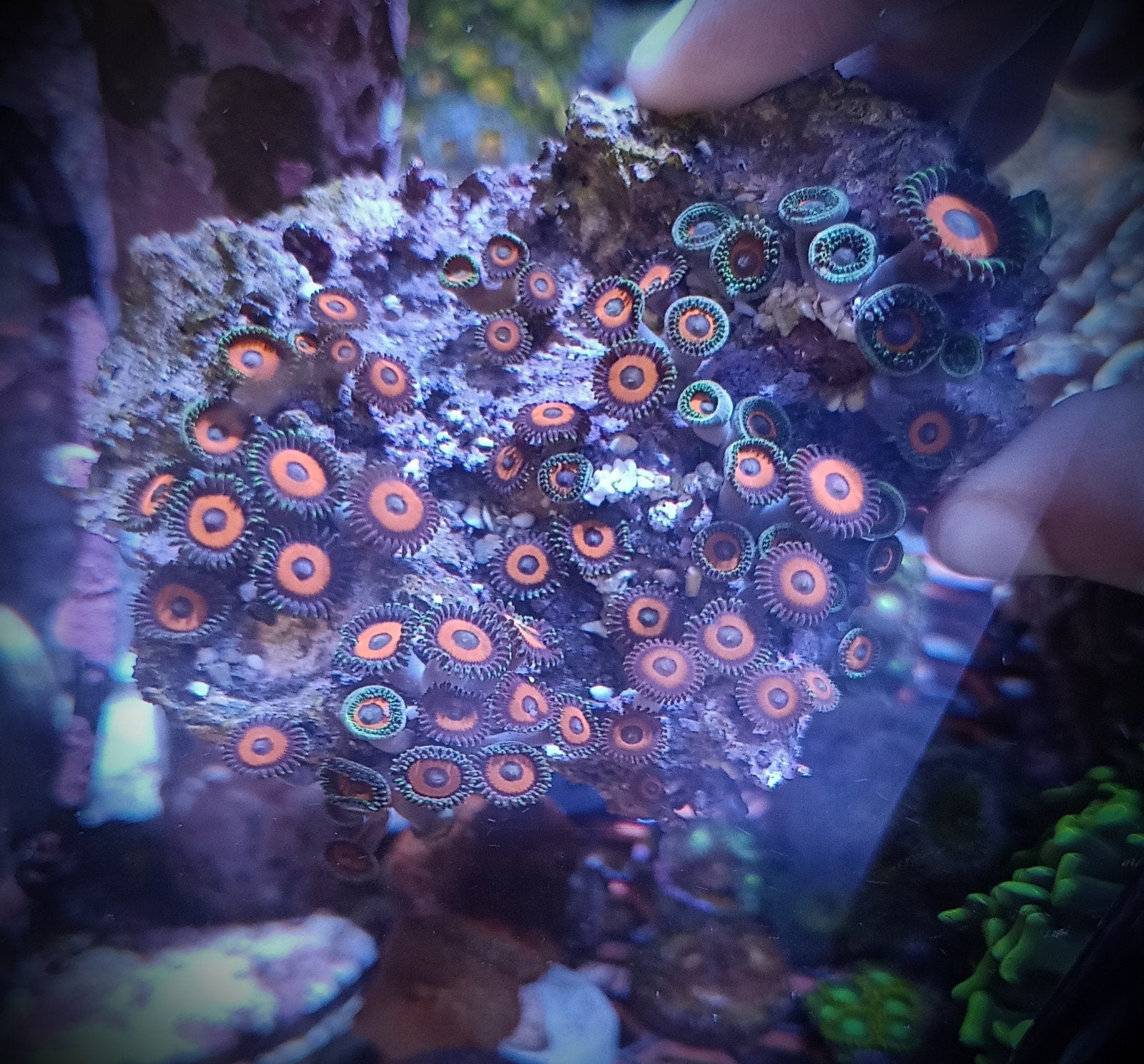 WYSIWYG Eagle eyes zoanthids, Overige typen, Zoutwatervis