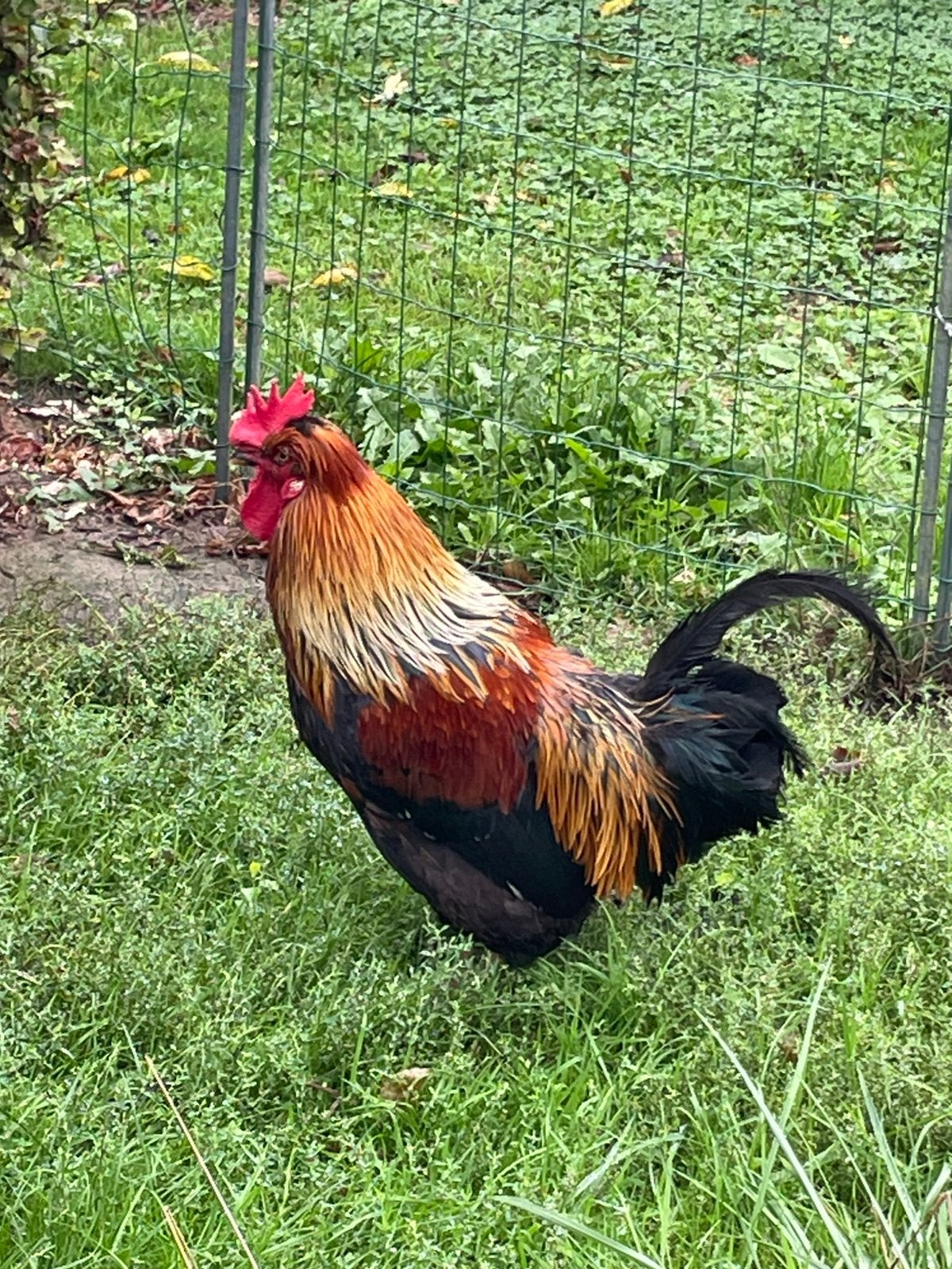 Haan gratis afhalen, Dieren en Toebehoren, Mannelijk, Kip