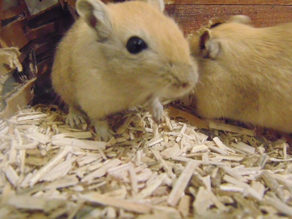 Gerbils (woestijnratjes) in Assen., Dieren en Toebehoren, Knaagdieren, Rat, Juli, Meerdere dieren, Tam