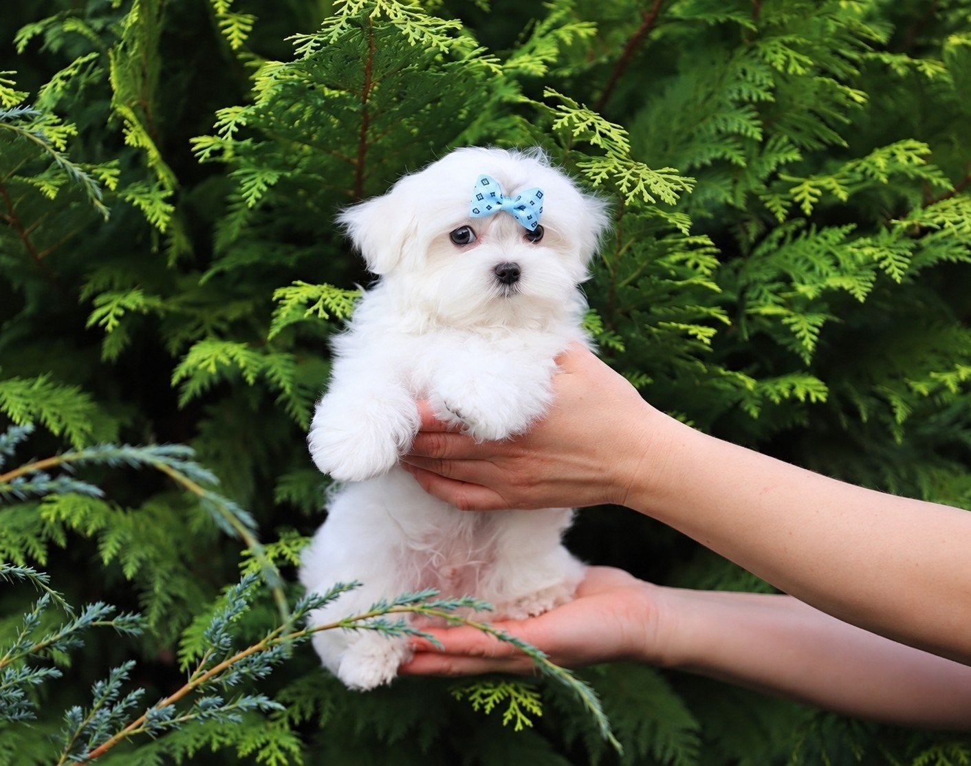Lieve Maltezer puppy's, Maltezer, 8 tot 15 weken, Meerdere, Meerdere dieren
