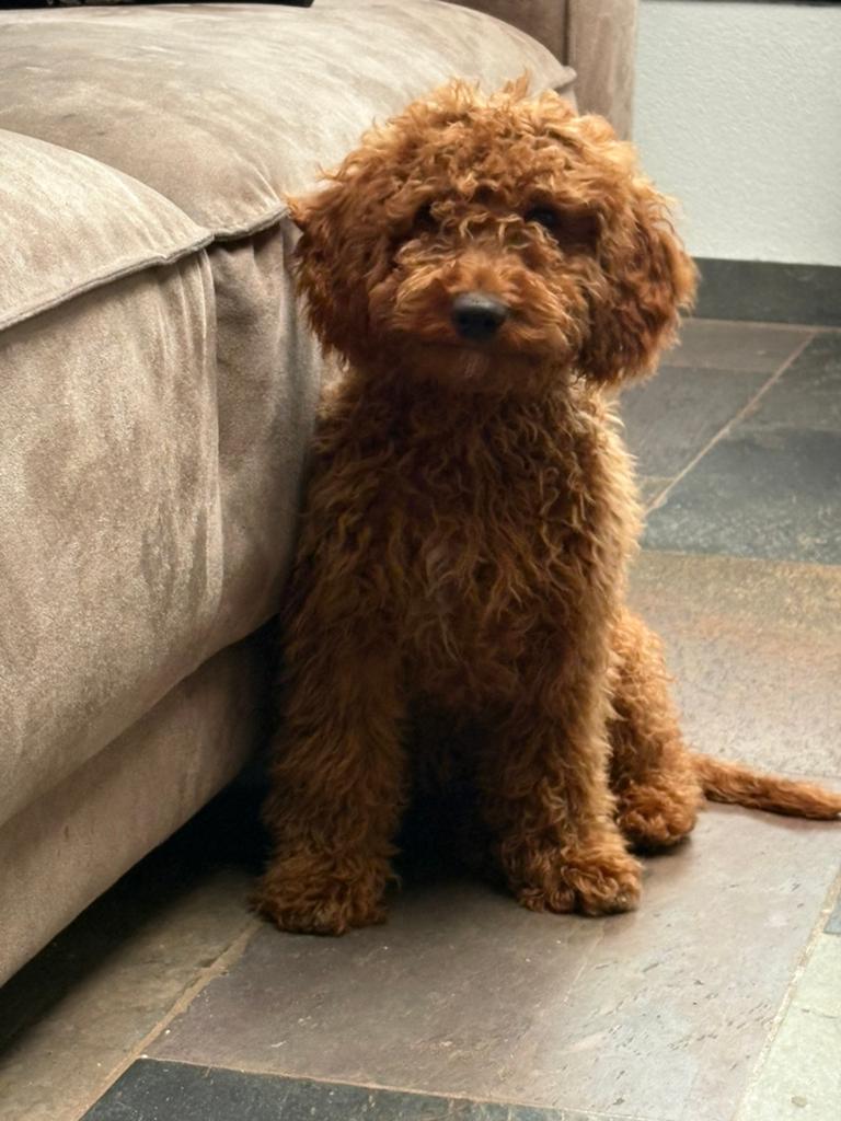 Knappe Maltipoo Pup, 15 weken tot 1 jaar, CDV (hondenziekte), Meerdere, Nederland