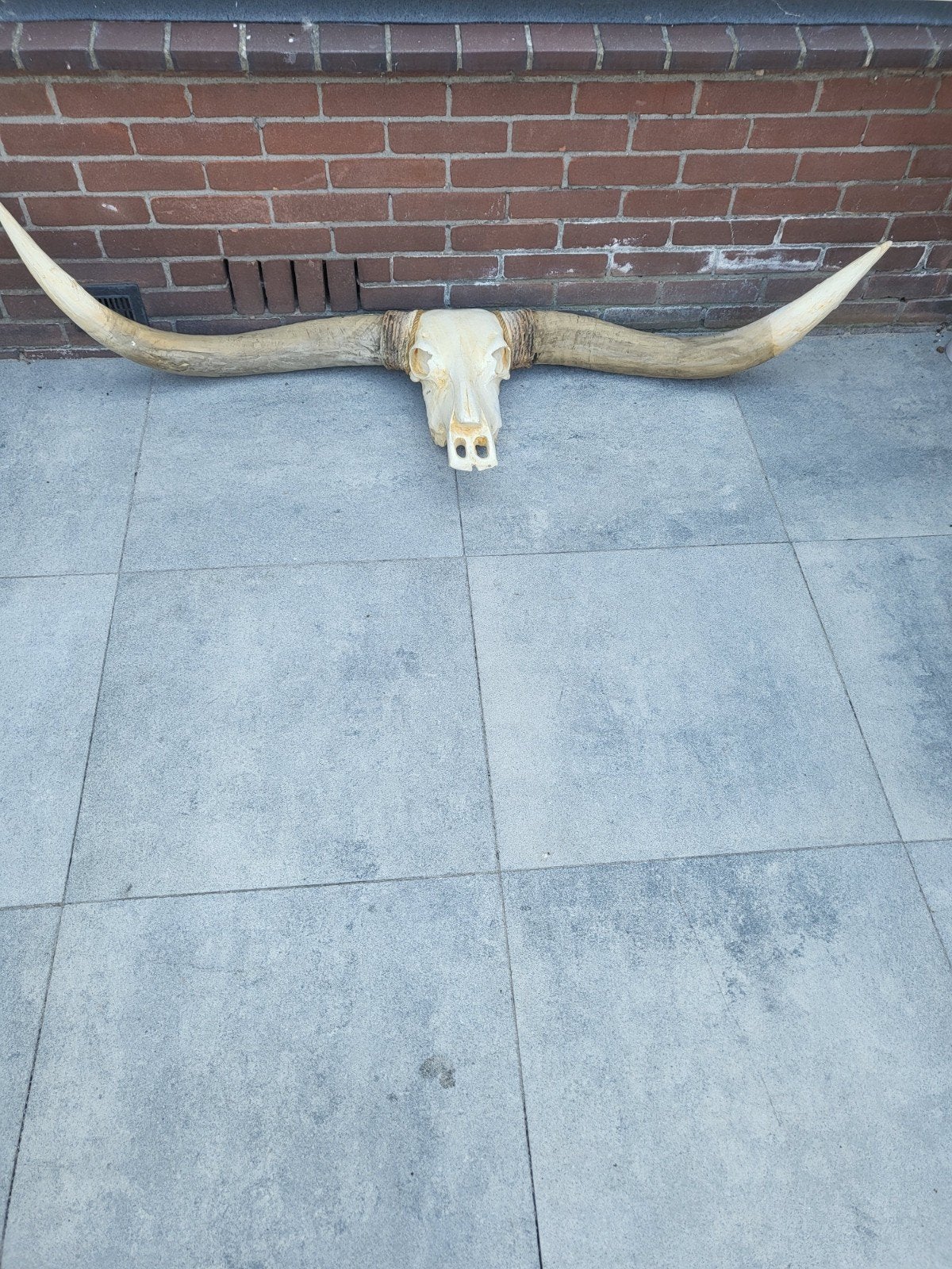Indrukwekkende Longhorn schedel met hoorns, Ophalen of Verzenden