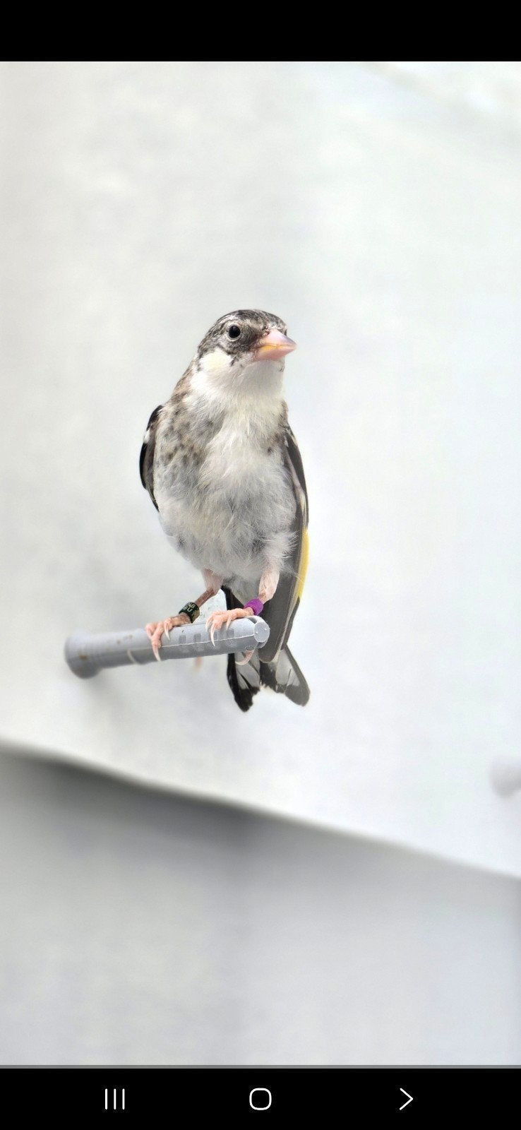 mooi kleine putter man 2026goed geringd 2.5 met kwijk numm, Mannelijk, Wildzangvogel, Geringd
