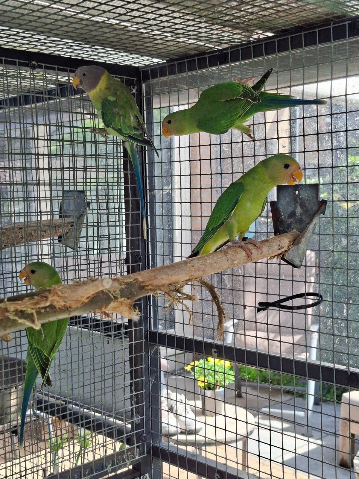Pruimkop pruimenkoppen, Dieren en Toebehoren, Mannelijk, Parkiet, Geringd