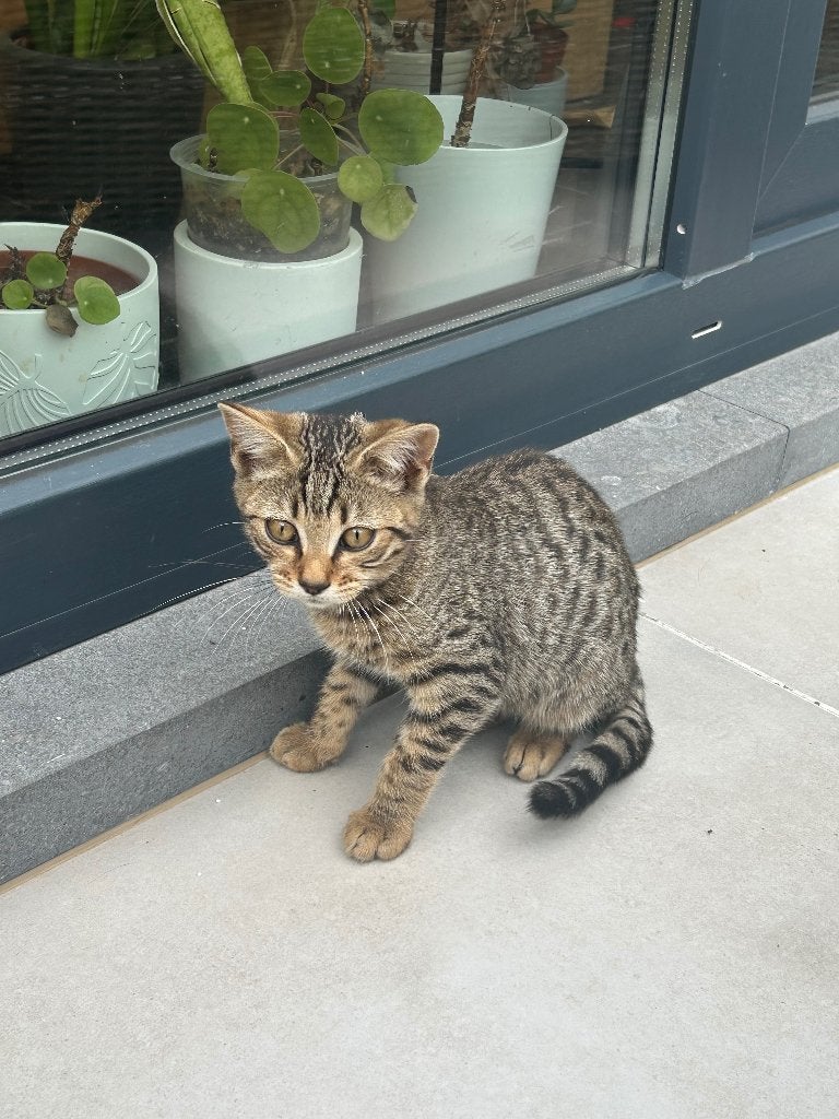 Bengaal - Britse korthaar kittens, Poes, 0 tot 2 jaar