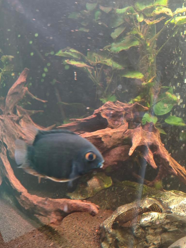 Koppel Heros Severum Blue, Dieren en Toebehoren, Vissen | Aquariumvissen, Vis