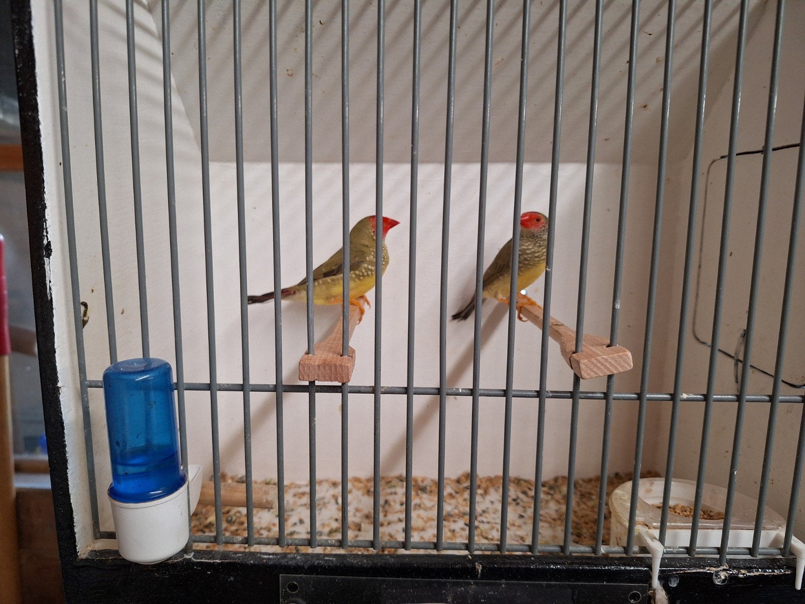 Binsen astrildes, Meerdere dieren, Geringd