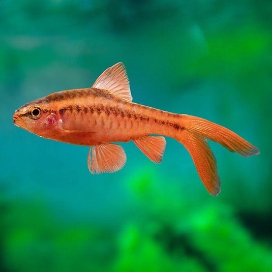 Cherry barbelen longfin - Aanbieding, Vis, Zoetwatervis, Schoolvis