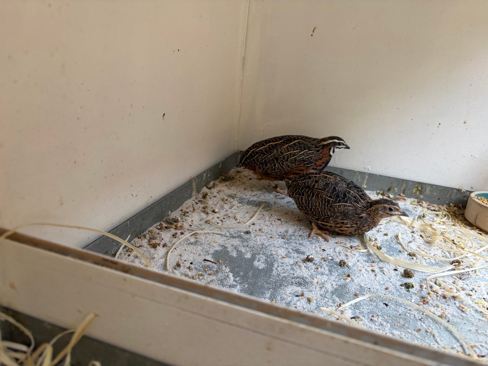 Harlekijn kwartels, Meerdere dieren, Overige soorten