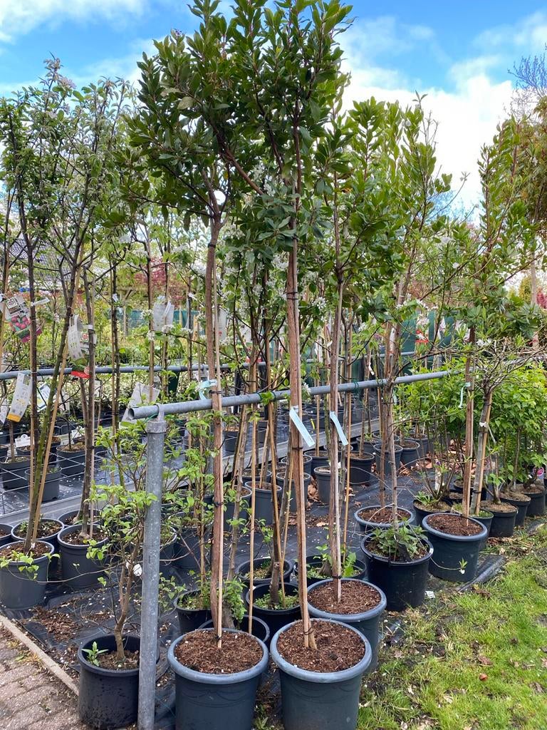 Arbutus unedo - Aardbeiboom, Herfst, Overige soorten, 100 tot 250 cm, Ophalen