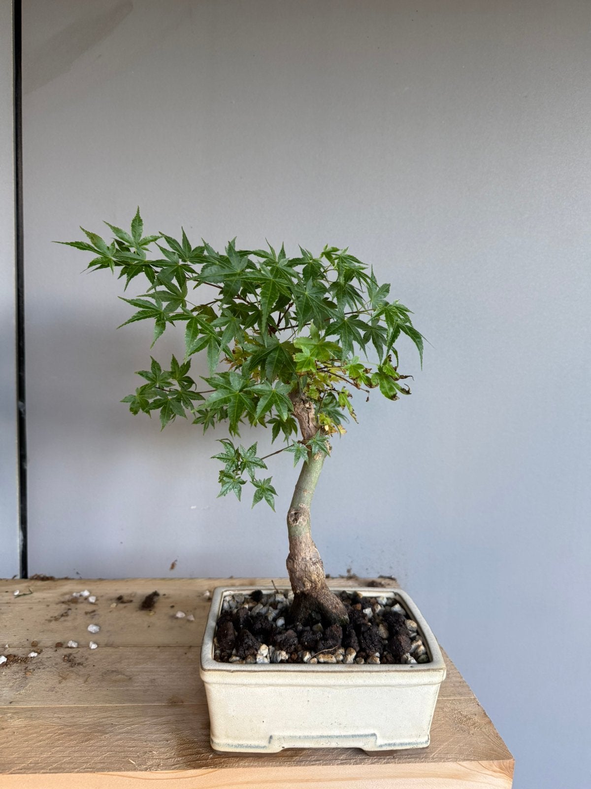 Mooie bonsai acer, Ophalen, Bloeit niet, Halfschaduw, Overige soorten