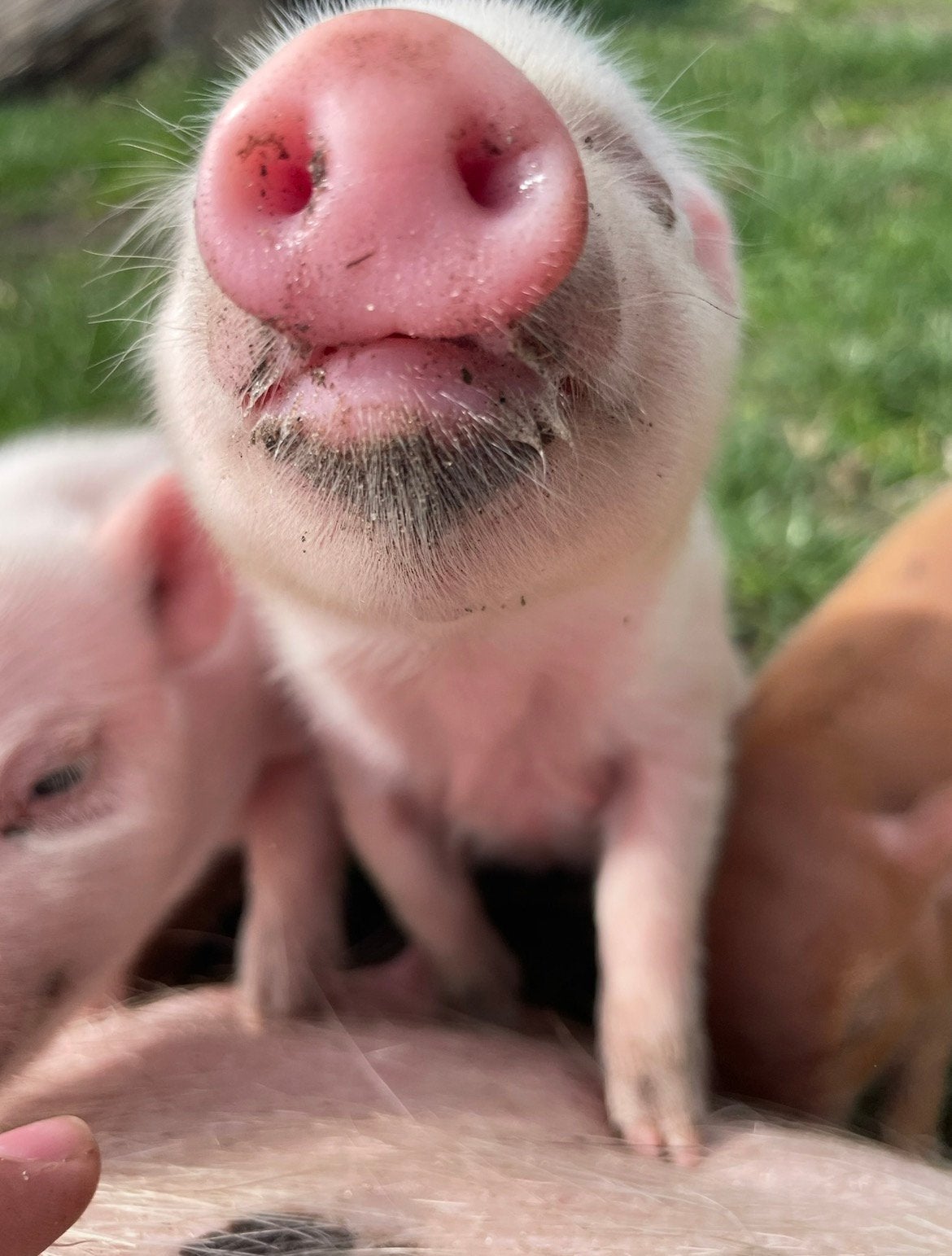 Boerderij dieren te koop! Mini Varkens en Geitjes🐐🐽, Dieren en Toebehoren