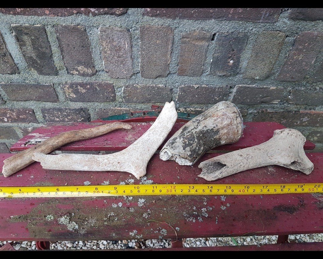 Fossiele geweien gewei delen rendier reuzenhert pleistoceen, Verzamelen, Mineralen en Fossielen, Ophalen of Verzenden, Fossiel