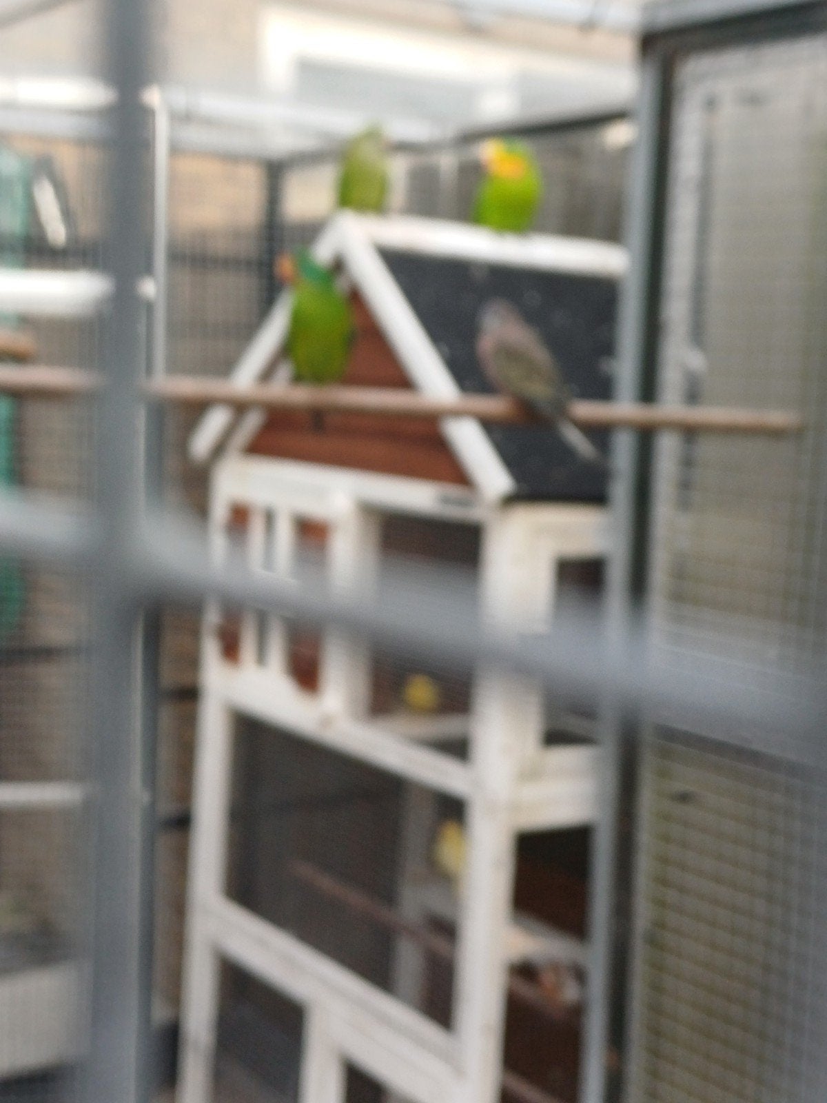 te koop ; swiftparkiet (Man ), Dieren en Toebehoren, Mannelijk, Parkiet, Geringd