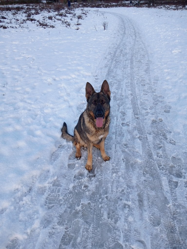 Duitse herder reu, Reu, Parvo, Eén hond, 3 tot 5 jaar
