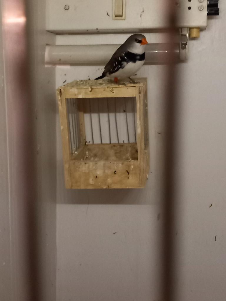 diamantvink POPPEN gevraagd, Dieren en Toebehoren, Vrouwelijk, Tropenvogel, Geringd