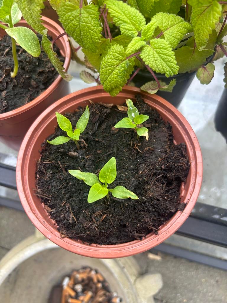Gratis Diverse stekjes, Tuin en Terras, Planten | Tuinplanten, Eenjarig, Groenteplanten, Volle zon, Bloeit niet, Ophalen
