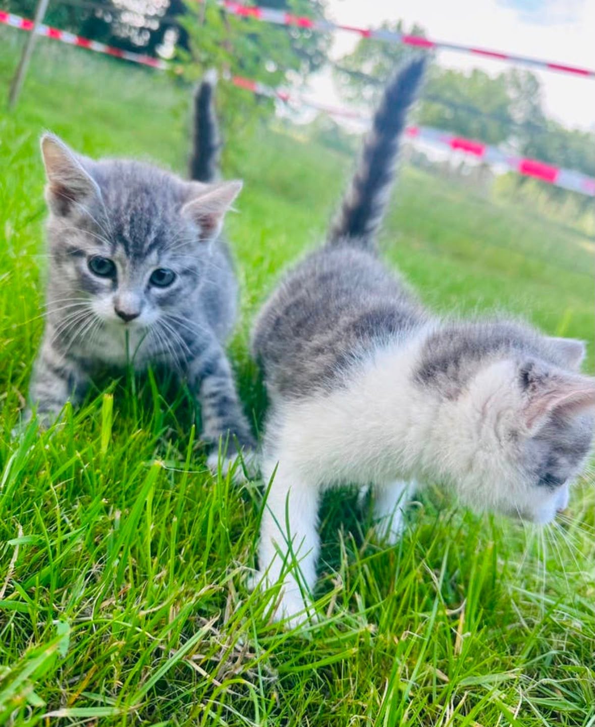 Super mooie lieve kittens poesjes, Meerdere dieren