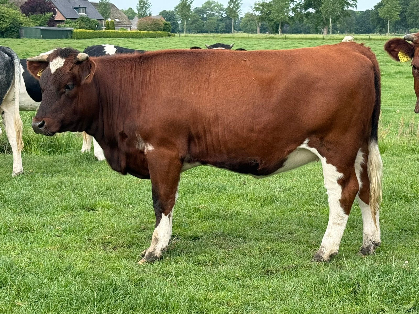5 mooie brandrode runderen te koop, Dieren en Toebehoren, Runderen, Vrouwelijk