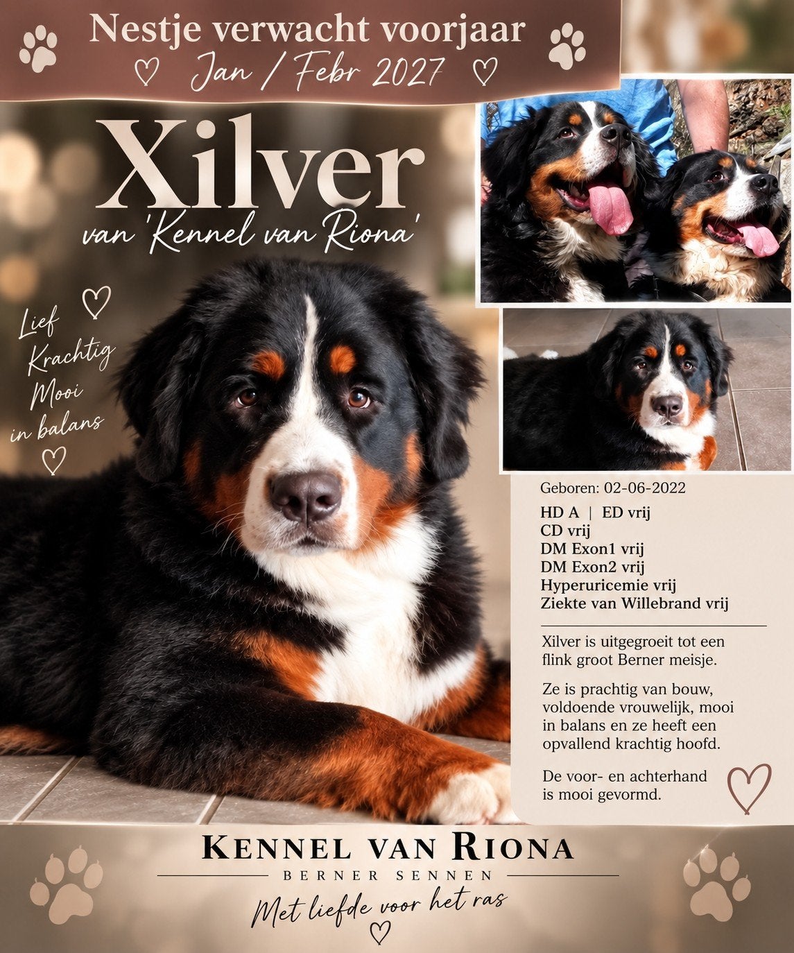 🤎 winter 2027 Prachtige Berner Sennen pups  ️🤎, België, Parvo, Meerdere, Meerdere dieren