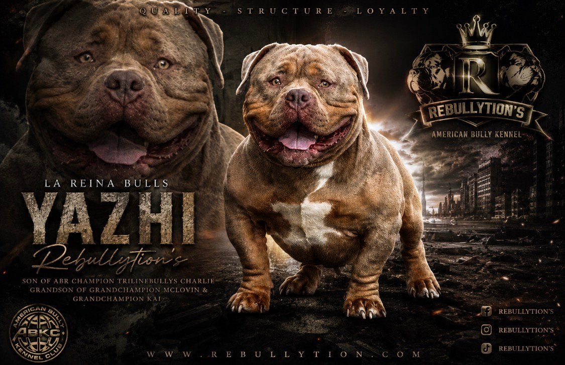 LAATSTE American bully micro/pocket Choco tan(Merle), Dieren en Toebehoren, Overige rassen, CDV (hondenziekte), 8 tot 15 weken