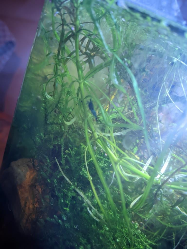 Blue neocaridina shrimps, younglings for free, Ophalen