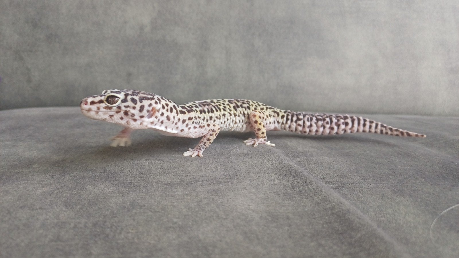 Luipaardgekko, Dieren en Toebehoren, Reptielen en Amfibieën, Hagedis, 7 tot 10 jaar