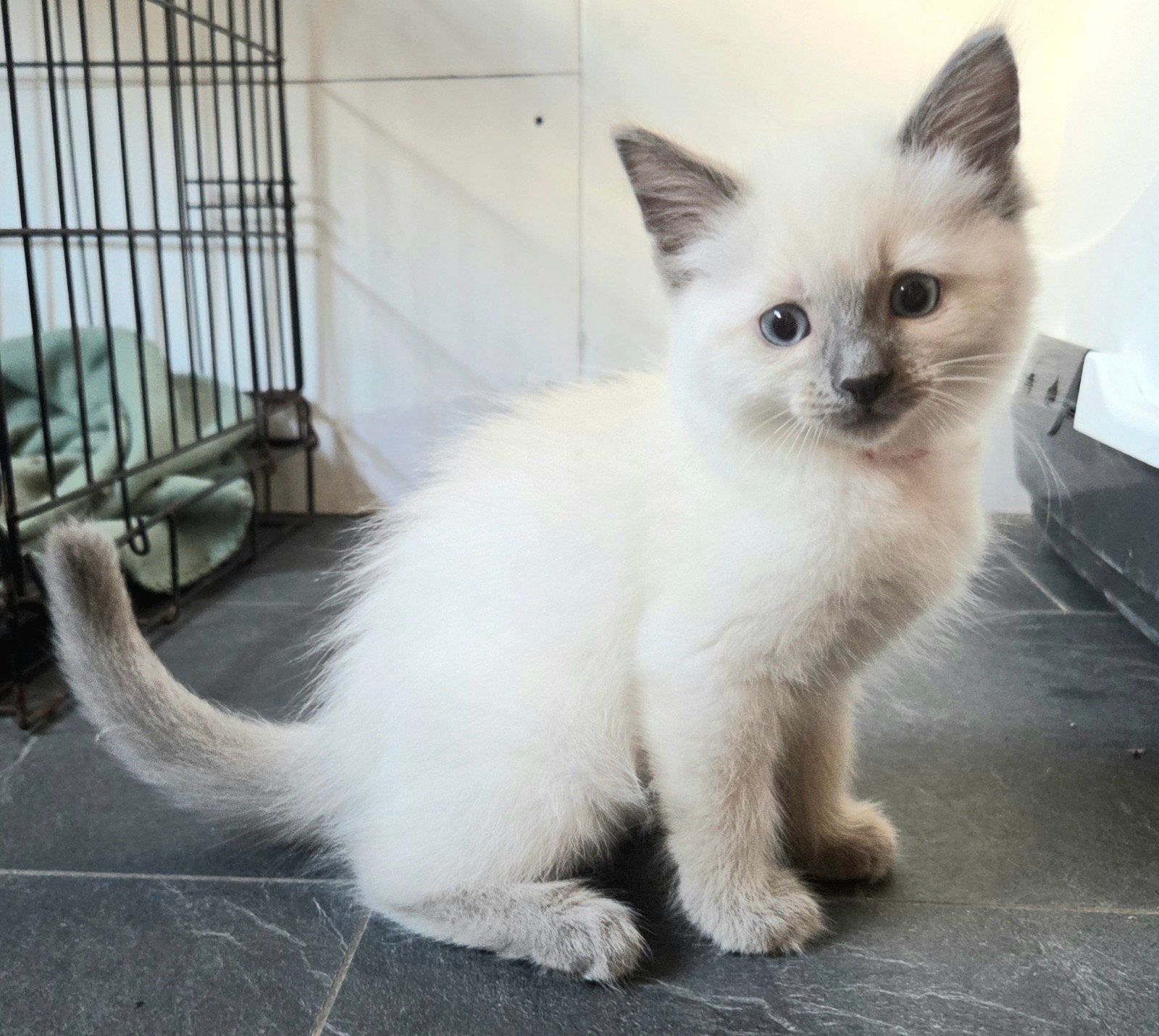 Ragdoll kittens, Meerdere dieren