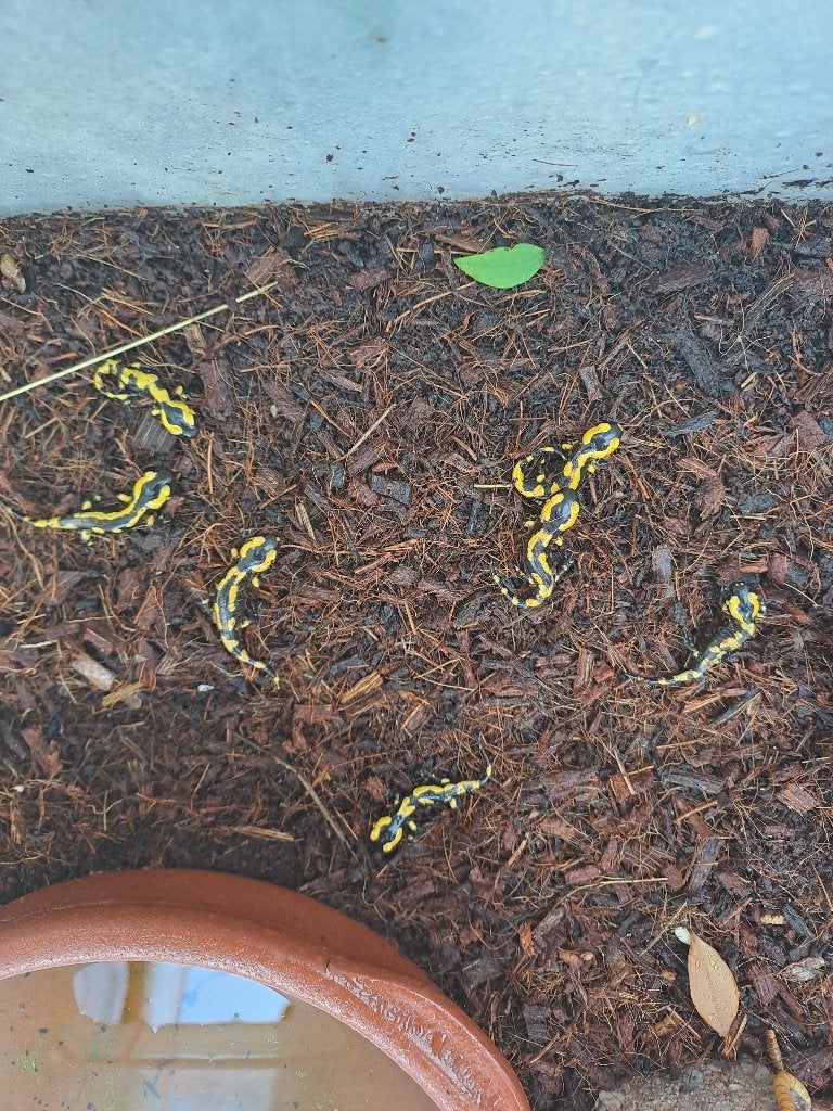 Vuursalamanders (Salamandra s. terrestis), Amfibie, 0 tot 2 jaar