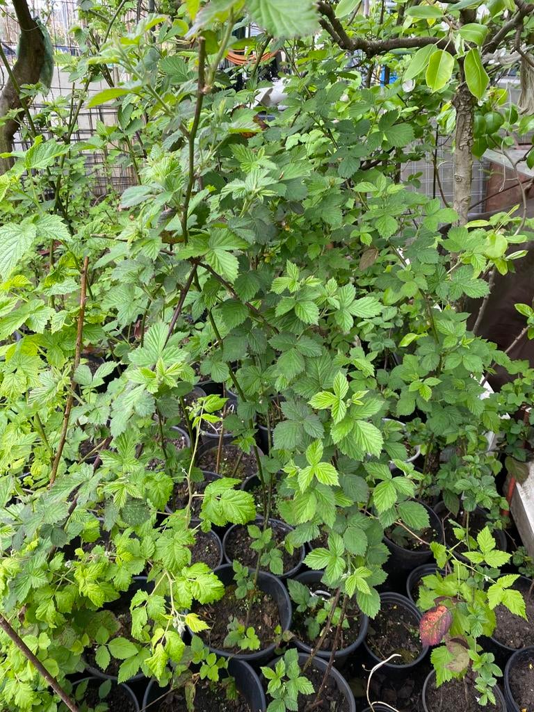 Braam zonder doorn  bessen bosbessen fruit boom bijna gratis, Ophalen of Verzenden, Overige soorten