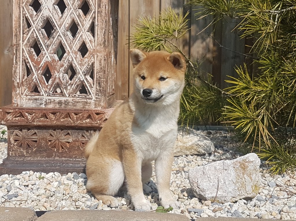 Let op bij het kopen van een Shiba / (American) Akita pup