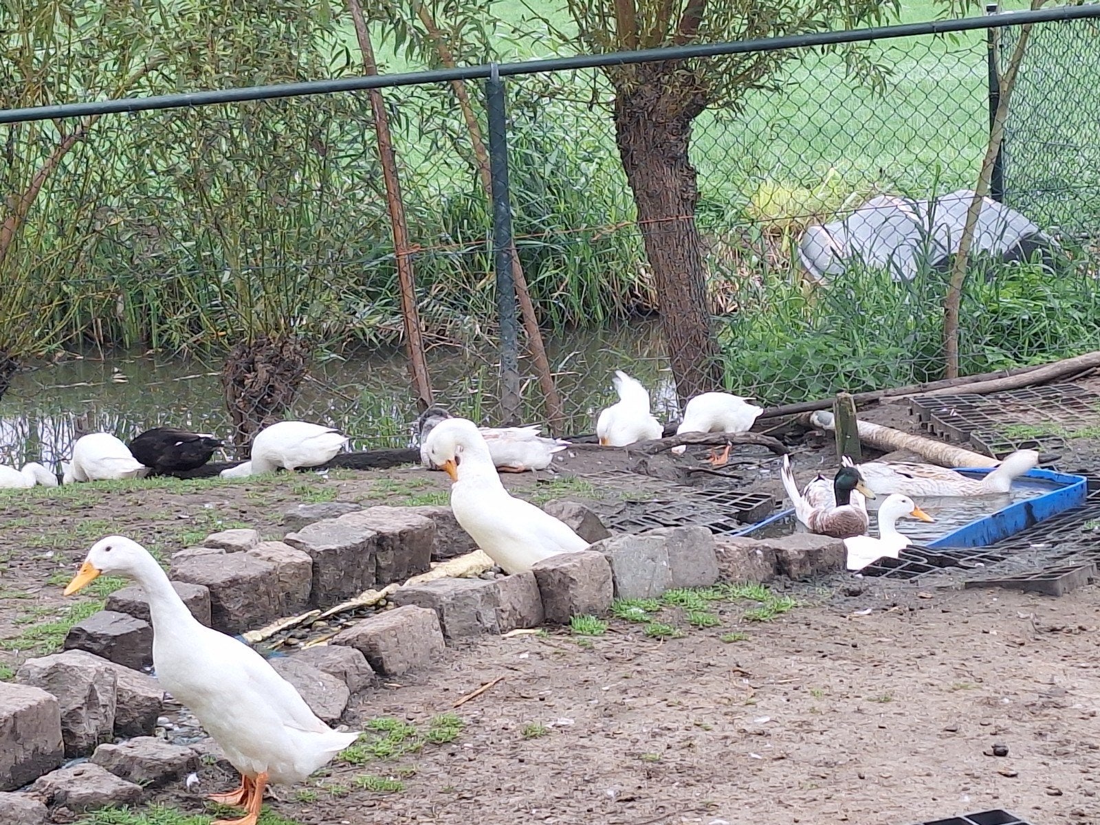 Indische loopeenden., Meerdere dieren, Eend