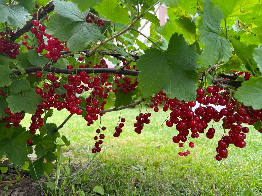 Fruit struiken, Ophalen, Overige soorten, Struik, 100 tot 250 cm