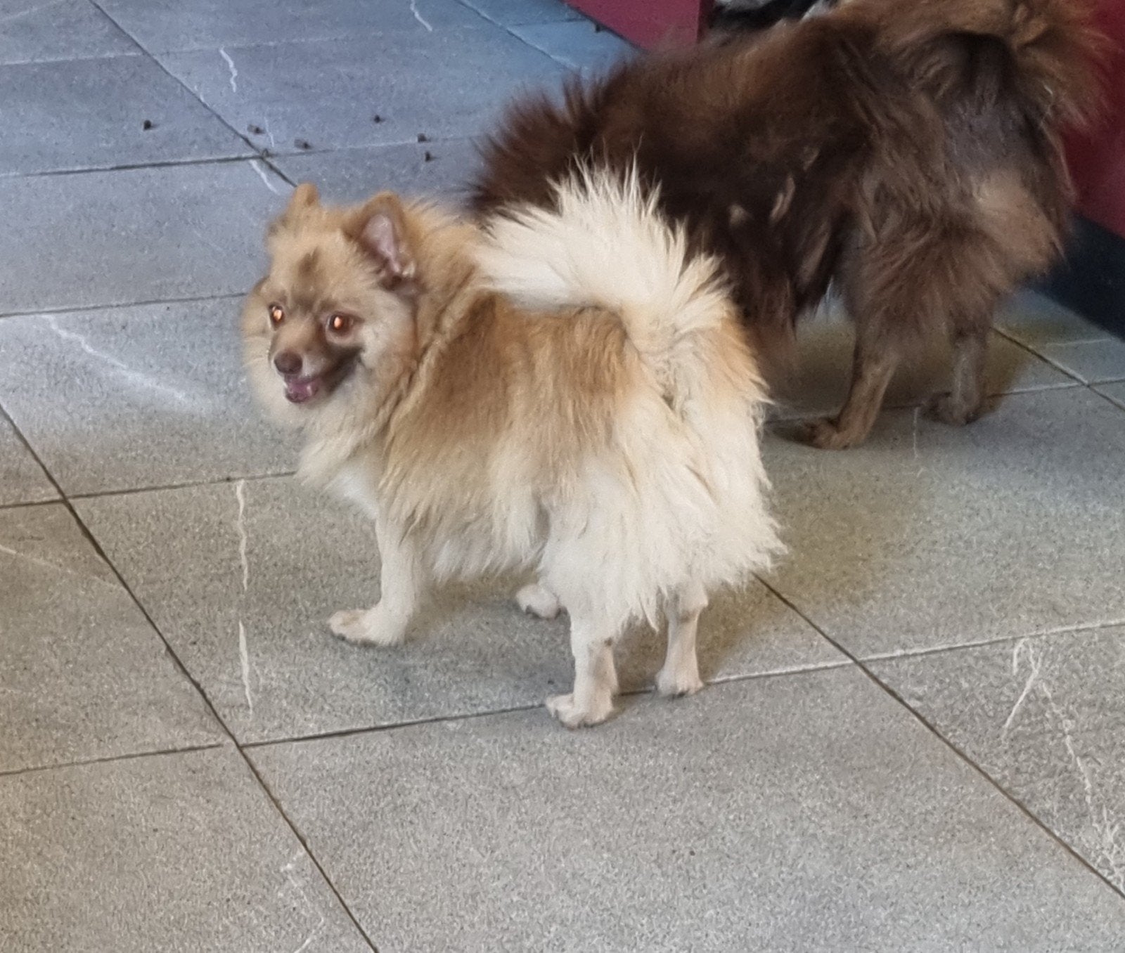 Dwergkees, 6 jaar of ouder, Keeshond, Teef, Meerdere