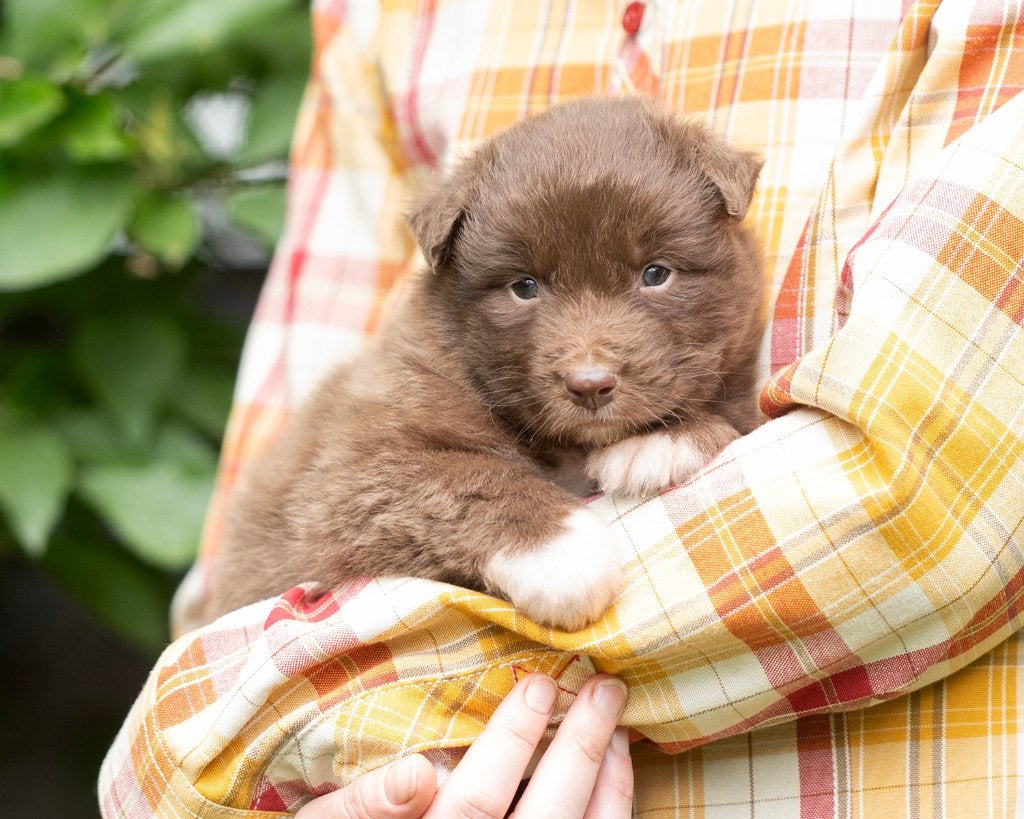 Australische herder pups, Dieren en Toebehoren, Honden | Herdershonden en Veedrijvers, Parvo, 8 tot 15 weken, Meerdere, Meerdere dieren
