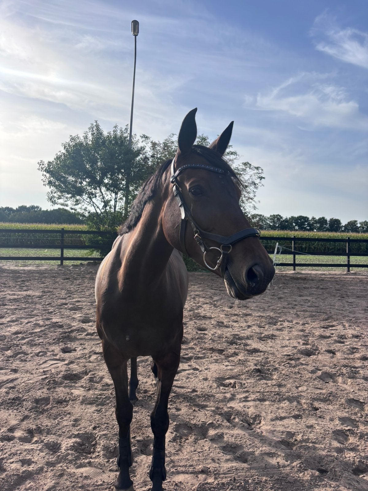 Brave 6 jarige merrie (Kensington x van Gogh), Merrie, Springpaard, Minder dan 160 cm, 3 tot 6 jaar