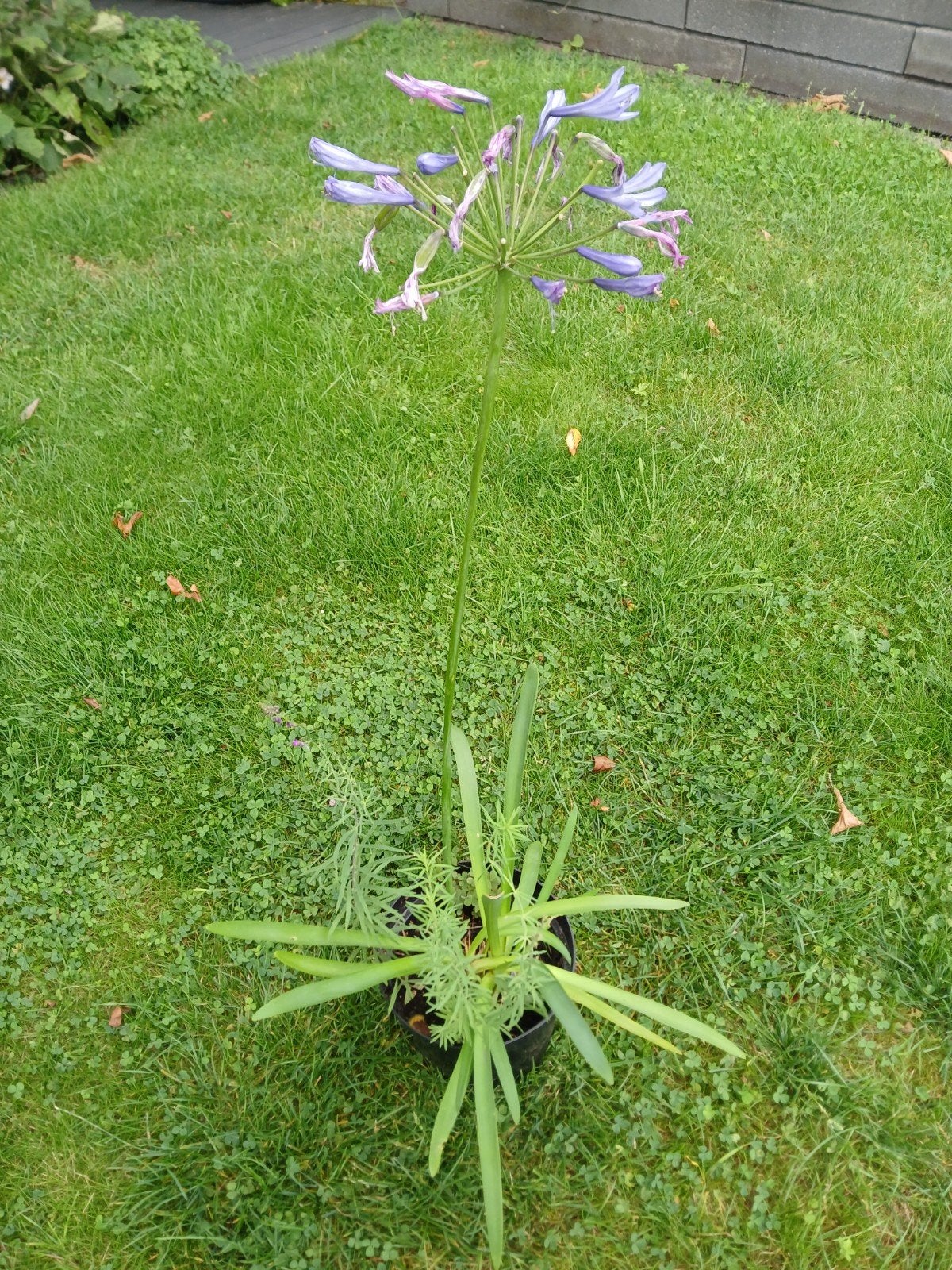 Agapanthus, Volle zon, Vaste plant, Zomer, Ophalen
