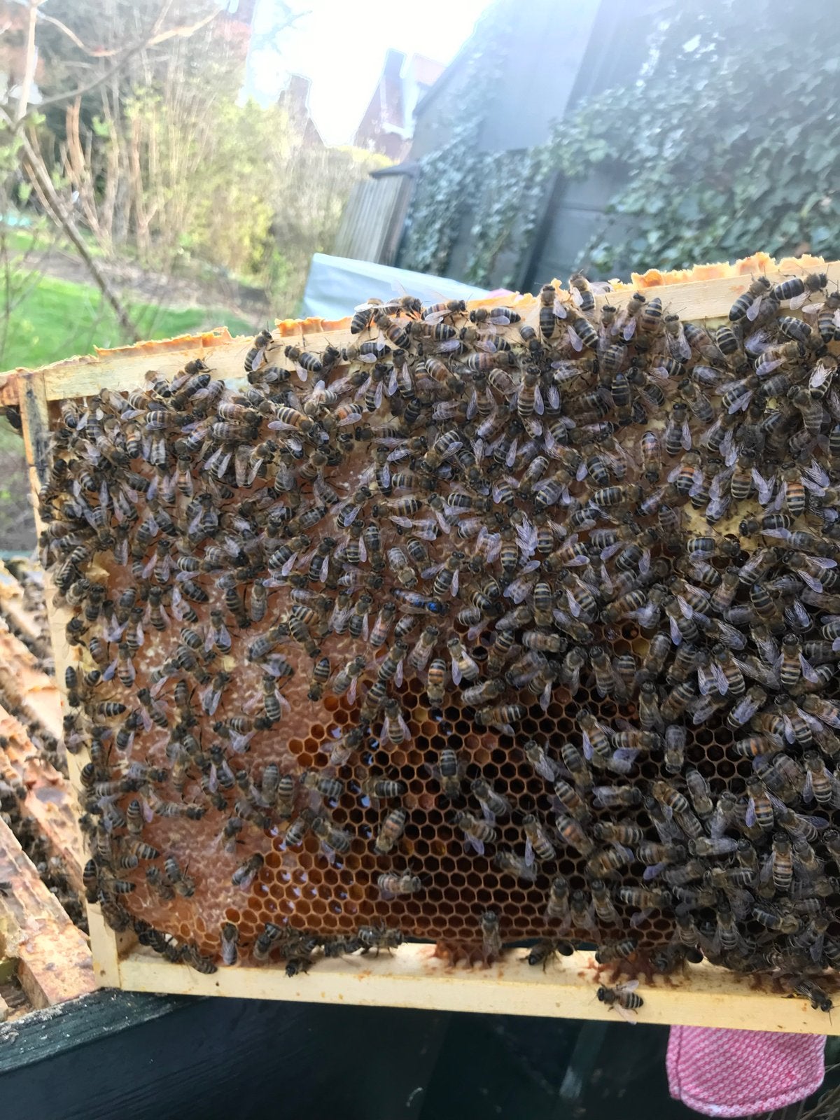 Bijen volken (3 stuks) vanaf 65 euro, Dieren en Toebehoren