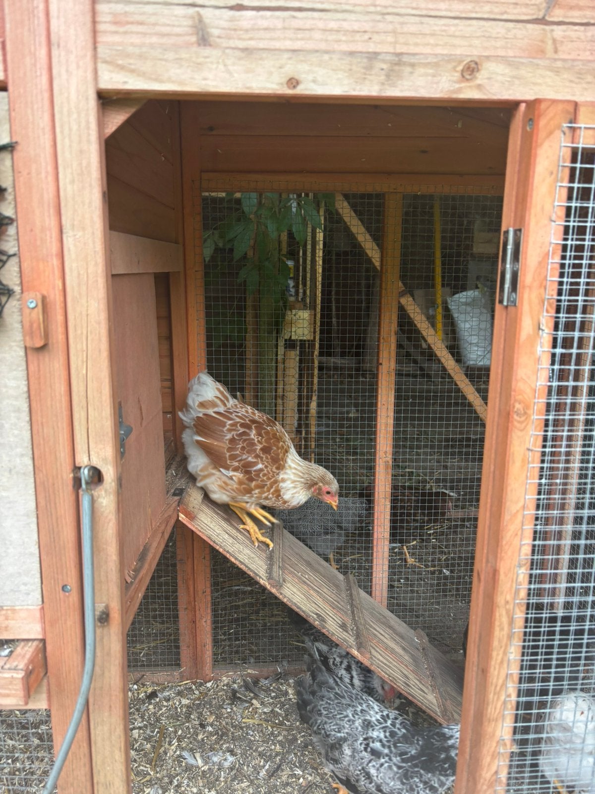Wyandotte kriel haantjes, Dieren en Toebehoren, Mannelijk, Kip