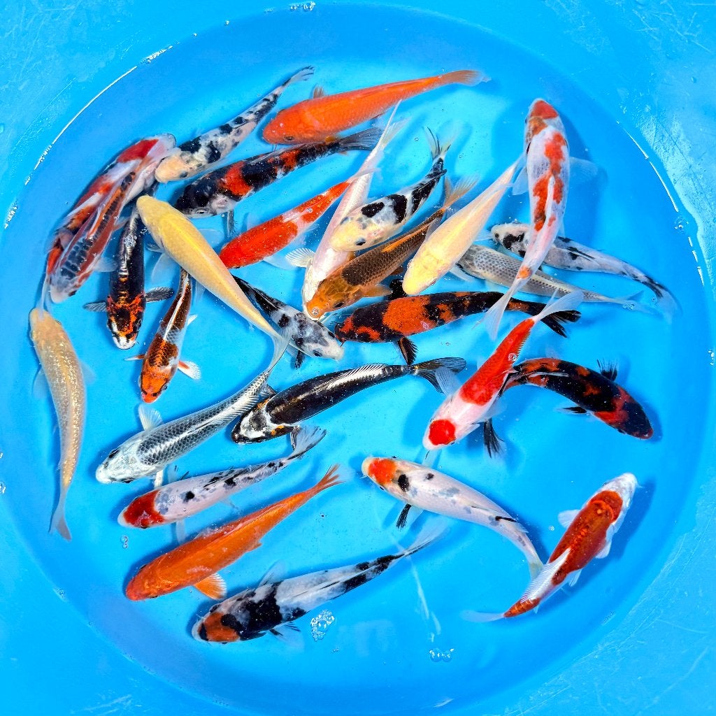 Yagenji Tosai Mix | 12–15 cm 🇯🇵, Karper of Koi